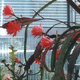 Cactus orquídea 2.jpg