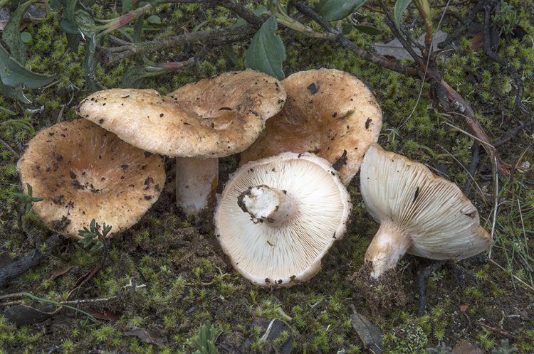 Archivo:Lactarius tesquorum.jpg