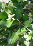Monimiaceae.jpg