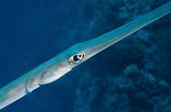 Archivo:Pez corneta azulado.jpg