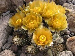 Pterocactus australis.jpg