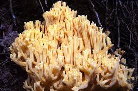 Archivo:Ramaria pallida.jpg