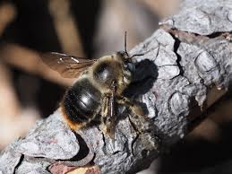 Xylocopa cantabrita .jpg