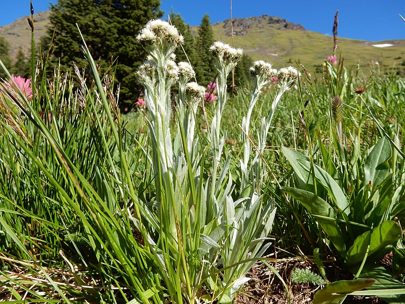 Archivo:Antennaria alpina.jpg