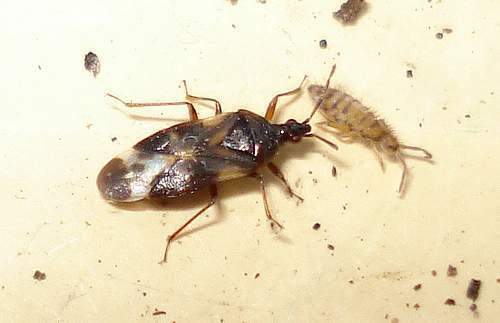 Archivo:Anthocoris larva.jpg