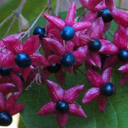 Arbol del destino.jpg