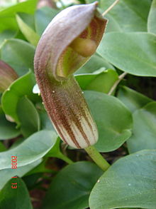 Arisarum simorrhinum.JPG