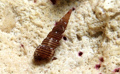 Archivo:Bittium reticulatum.jpg