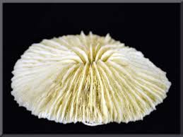 Coral hongo común.jpg