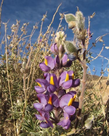 Archivo:Lupinus oreophilis.jpg