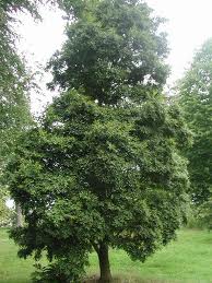 Nothofagus cunninghamii.jpg