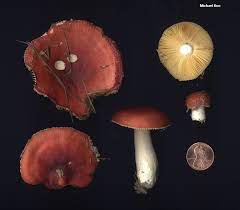 Russula cessans.jpg