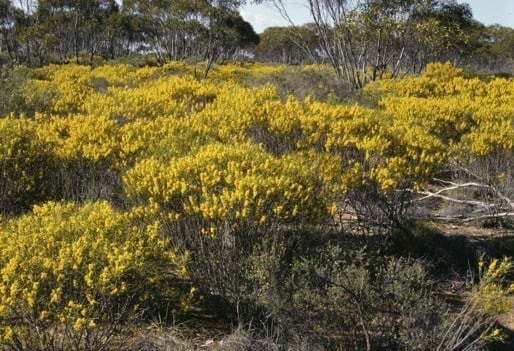 Archivo:Acacia kalgoorliensis 1.jpg