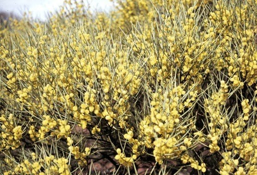 Archivo:Acacia masliniana 2.jpg