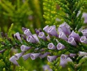 Fabiana Imbricata.JPG