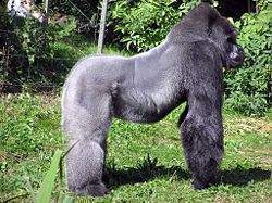 Gorila occidental.jpg