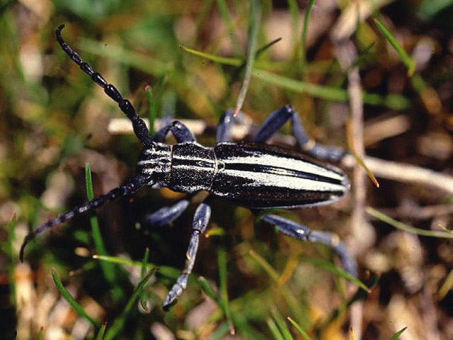 Archivo:Iberodorcadion abulense.jpg