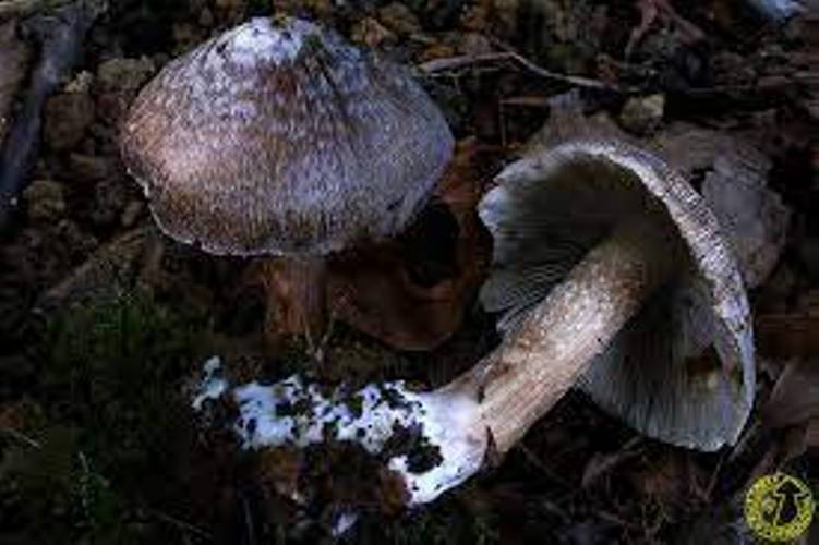 Archivo:Inocybe maculataa.jpg