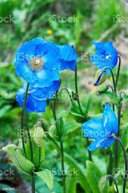 Amapola azul.jpg