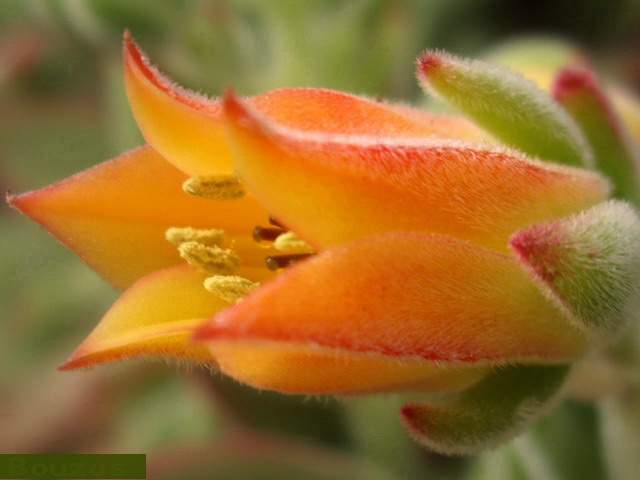 Archivo:Echeveria-pulvinata.jpg