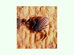 Falso escorpión.jpg