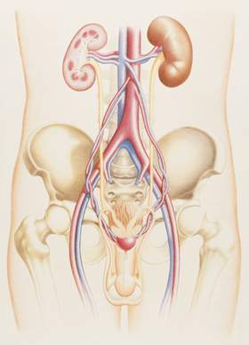Archivo:Sistema genito urinario mujer.jpg