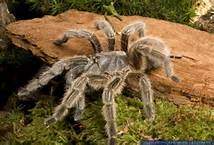 TarantulaChilena.jpg