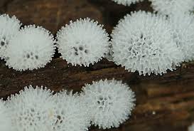 Ceratiomyxa porioides.jpg