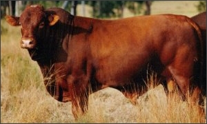 Ganado Belmont Red.jpg