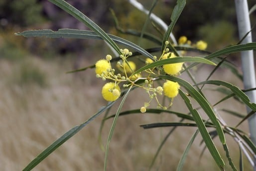 Archivo:Acacia kenneallyi 2.jpg