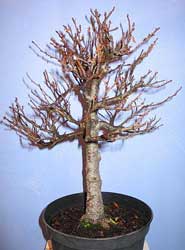 Aliso napolitano-bonsai-2.jpg
