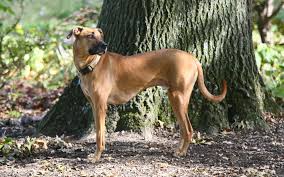 Black Mouth Cur.jpg