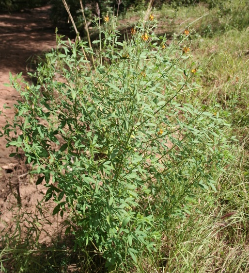 Archivo:Crotalaria cylindrocarpa 1.jpg