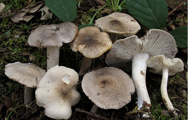 Archivo:Tricholoma scalpturatum.jpg