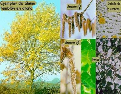 Archivo:Álamo temblón (Populus tremula L).jpg