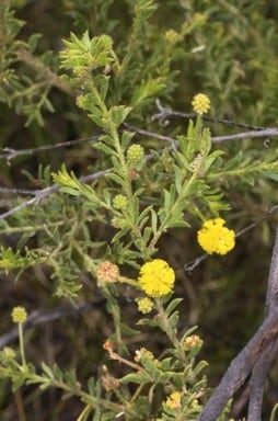 Archivo:Acacia froggattii 2.jpg