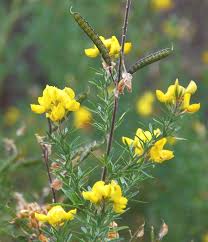 Adenocarpus ombriosus.jpg