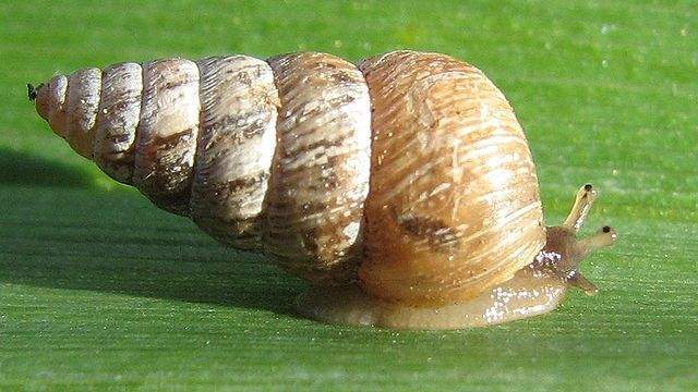 Archivo:Caracol cargolina.jpg