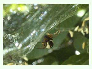 Frontinellina frutetorum.jpg