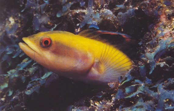 Archivo:Hemiemblemaria simulus.jpg