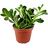 Jade Colgante o Senecio Jade.jpg