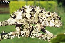 Archivo:Trioceros laterispinis .jpeg