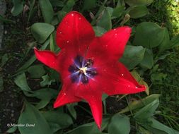 Tulipa uniflora.JPG