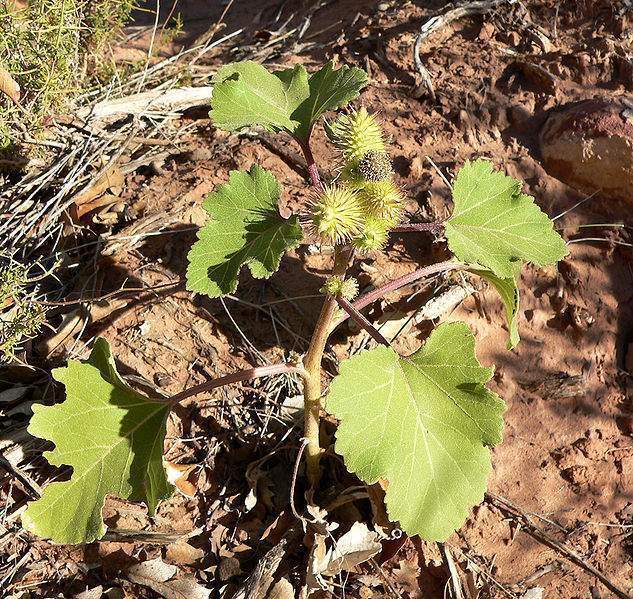 Archivo:Xanthium strumarium.jpg
