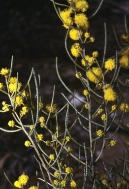 Archivo:Acacia lobulata 1.jpg