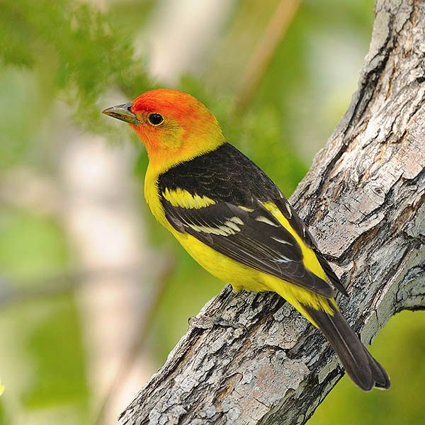 Archivo:Acardenal del oeste.jpg