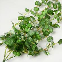 Begonia cristale.jpg