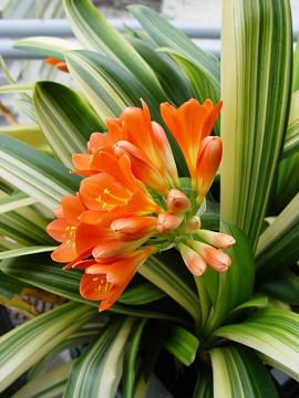 Clivia miniata regel 2.JPG