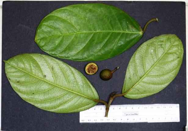 Archivo:Ficus allutacea hojas y fruto.jpg