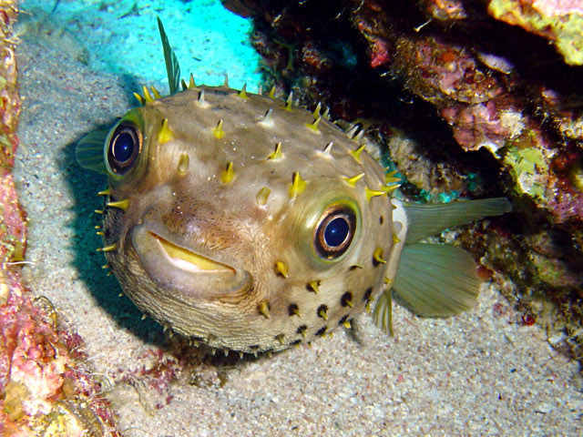 Archivo:Pez erizo manchado de amarillo.jpg